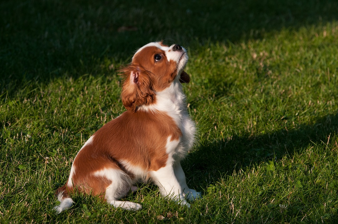 The Importance of Socializing Puppies for Future Health